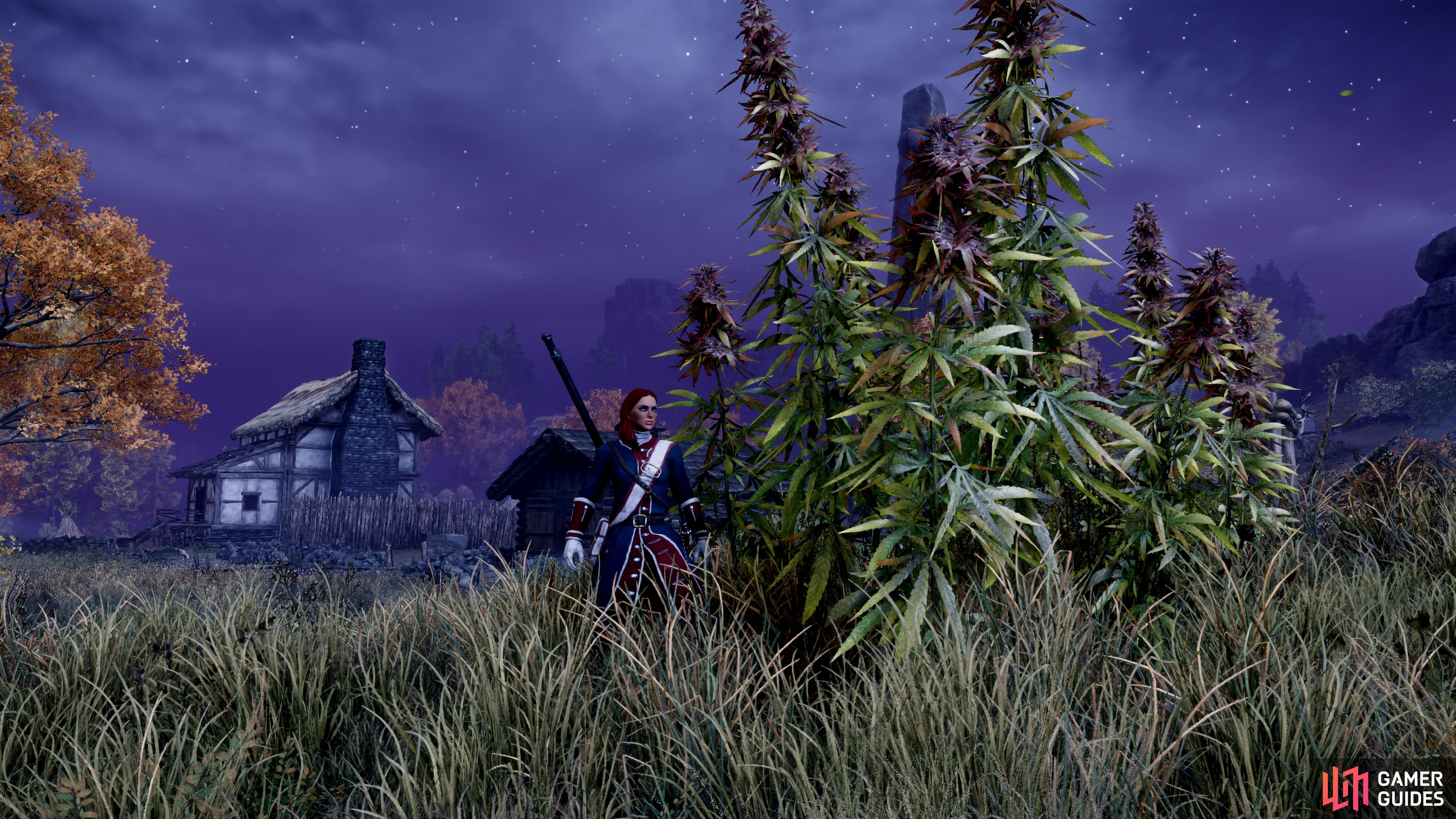 Harvesting Hemp in New World.