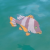 "Mighty Porgy" icon