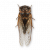 "Cicada" icon