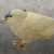 "Chickatrice" icon