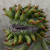 "Malboro Sprout" icon