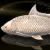 "Silver Lucian Carp" icon