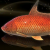 "Sunrise Lucian Carp" icon