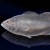 "Pigeon Grouper" icon