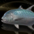 "Reef Trevally" icon