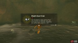 bright_eyed_crab3-8d527fb2.jpg